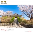 관동유통 | 강릉 여행 코스 경포대 경포호 봄꽃구경