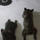 귀염댕이 이미지