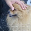 웬만해선 개들을 막을 수 없다 이미지