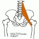 장요근(Iliopsoas) 이미지