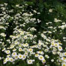 성자골3 이미지