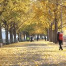 곡교천 은행나무길 이미지