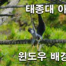 태종대 아빠매 소나무 윈도우배경화면용 사진 이미지