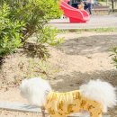 펫 디자인(강아지 옷 만들기) | 활동하기 편한 반려견 외출복 펫디자인 올인원 강아지옷 후기