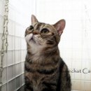 라마지샤 이미지