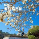 주-003-충혼탑입구3 | 부산근교 경남 목련 명소 창원 충혼탑
