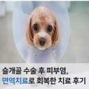사강광고 | 강아지 슬개골 수술 후 피부 회복, 면역약침 치료 후기