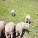 튼튼목장 이미지