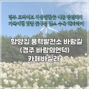 보문카정비 | 경주 드라이브 가볼만한곳 여름 당일치기 가족여행 꽃구경 명소 수국 해바라기/ 함양집 풍력발전소...