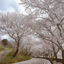 오섬권역농어촌체험휴양마을 | 전남 구례 벚꽃 명소 추천｜드라이브 코스로 딱 좋았던 벚꽃길 후기
