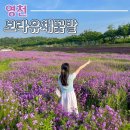 별마로감자탕 | 대구 근교 영천여행 가볼만한 곳 강변공원 보라유채꽃 개화상황 및 주말후기
