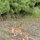양산 대운산 자연휴양림 캠크닉 데크 (부산 근교 캠프닉)