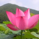 로터스플라워