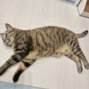 딩글딩글고양이 이미지