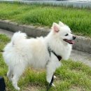 개최고 | 홍성 반려동물용품 미용전문점 개최고 강아지 스피츠 미용가격 후기