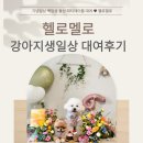 헬로, 멜로 | 강아지 생일상 대여후기 헬로멜로 덕분에 집에서 예쁘게 생일파티 했어요