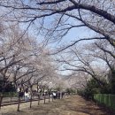 GS25(진해경화점) | 진해 경화역 벚꽃길 2026 진해군항제 벚꽃 명소