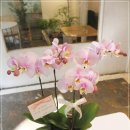 경기화분