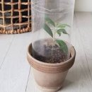 올리브나무 이미지