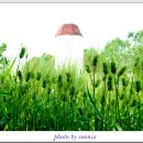 청보리 농장 이미지