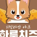 치즈펫 이미지