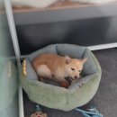 오늘도 즐겁개 이미지