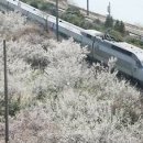 매화2길 이미지