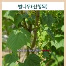 자연산 산청목 벌나무 파는곳 &amp; 최상급 벌나무 산청목 가격 이미지