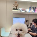 울산 쉼표동물병원 | 울산 동물병원 추천 맞춤형 진료가능한 울산쉼표동물병원