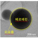 제광경로당 | 베르베린 효능 및 제품 고르는 법 <소비자리포트>