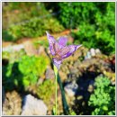 7월25일 황학산수목원 여름새우난초와 소엽풍란 이미지