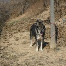 별이애견 이미지