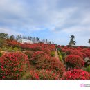 고유포레스트