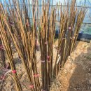 천국나무농원 이미지