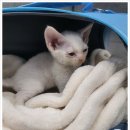 버디독 강아지분양 고양이분양 안심분양센터 인천점 이미지