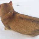 시바냥
