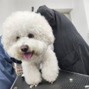 달리애견 이미지