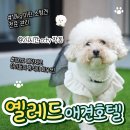 나랑애견유치원 이미지