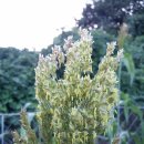 두란농장 이미지