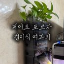 정화 슈퍼 | 페이토 포르자 프로 걸이식 여과기 후기｜25슈퍼하이큐브 업그레이드 키트까지