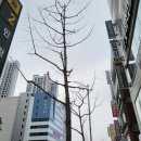 와이덱스보청기수영센터