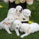 도도한강아지 이미지