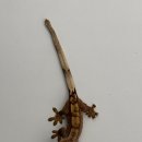 빨개빨개 이미지