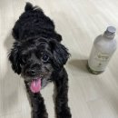 [제품리뷰-리빙] 숨앤숲 피톤치드 천연탈취제 스프레이 1L