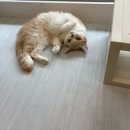 고양이를 사랑하는 남자 | [시흥 / 정왕역] 내돈내산 시흥 정왕역 고양이카페 캣플 코지눅 후기