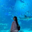 제주해양과학관 (아쿠아플라넷) | 제주도 가볼만한곳 제주도 여행 아쿠아플라넷 제주 가정의달