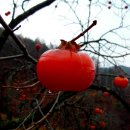 홍시 - 고양시 일산동구 일산로 284 | 홍시
