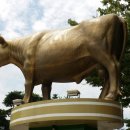 홍성한우 이미지