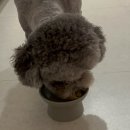 펫브로