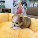 파티앤 캣 이미지